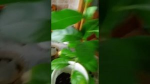 Пересадка Пахистахиса и Лимона из косточки часть 1.