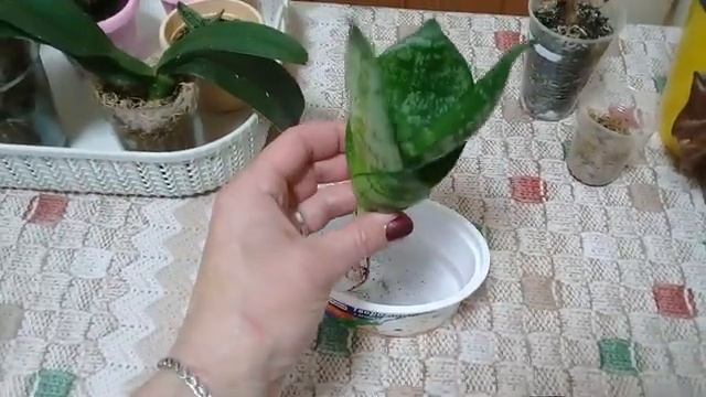 КОМНАТНЫЕ РАСТЕНИЯ. ОРХИДЕЯ, АЛЛОКАЗИЯ, САНСИВИЕРИЯ, ГАСТЕРИЯ.