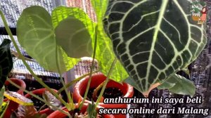 UP DATE !! Kondisi Terbaru Anthurium Clarinervium