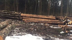 Незаконная вырубка леса уч Воздвиженское Хотьковского лесничества