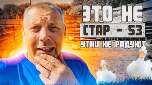 Мое хозяйство в июне утки разочаровывают, поросят кастрировал, барашки радуют. Мое Подворье
