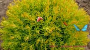 Туя западная Анниек (thuja occidentalis anniek) ? туя Анниек обзор: как сажать саженцы туи Анниек
