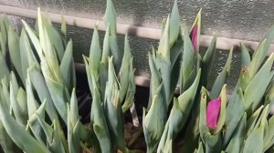 Выгонка тюльпанов на 8 марта//ПРОШЛО ТРИ НЕДЕЛИ В ТЁПЛОМ ПОМЕЩЕНИИ.