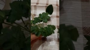 Упаковка пеларгоний для отправки почтой