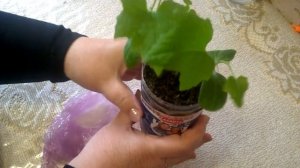 Семена ДЫНИ ВЬЕТНАМСКОЙ Дедушки Хо Ши Мина отличные на всхожесть,сейте даже 3х летней давности.