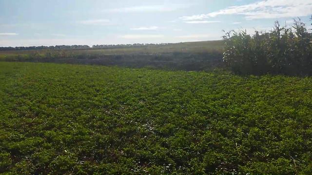 Копаємо буряки кормові смотреть онлайн