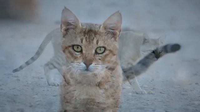 Нубийская буланая кошка.Дикая кошка