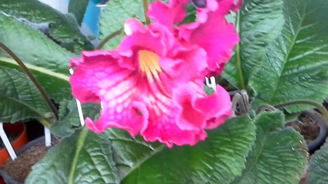 Что у меня цветет из Стрептокарпусов сегодня. (часть 1). смотреть онлайн