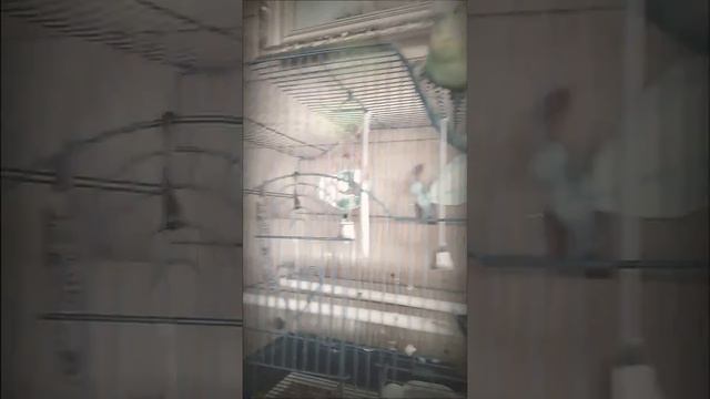 Игры с волнистым попугайчикам смотреть онлайн