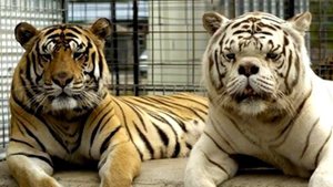 ТОП 15 САМЫХ НЕВЕРОЯТНО ЖУТКИХ МУТАНТОВ В ИСТОРИИ