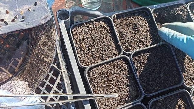 Посадка проклюнувшиеся семян дынь и арбузов в горшки. Важно, нельзя придавливать землю. смотреть онлайн