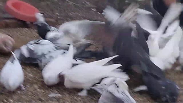 вечернее кормление голубей. голуби Николая Жеребцова 8-989-129-80-55 смотреть онлайн