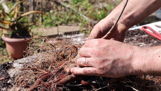 How I Decided to Improve this Ugly Tree смотреть онлайн