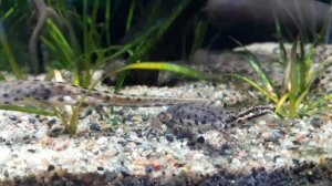 Тритоны. Водяные "ящерицы". Где обитают, как выглядят?