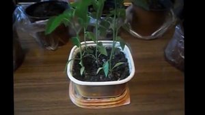 перец на подоконнике,рассаживаю перец чили.