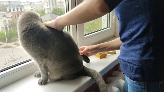 Шотландский вислоухий. Вычесываю шерсть. Ловлю моменты для этого))