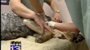 Animal blood bank seeks pet donors