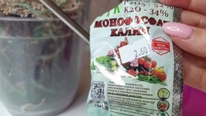 Так ПОЛИТЬ орхидеи и сразу РАСТУТ 4 ЦВЕТОНОСА орхидеи // Полив орхидей ДЛЯ ЦВЕТЕНИЯ орхидей