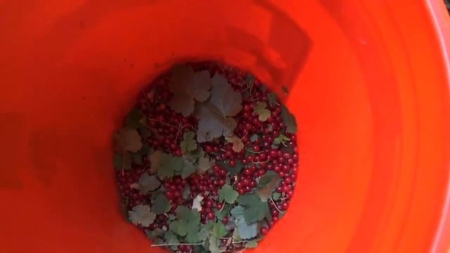 Как быстро собрать красную смородину. Red currant. смотреть онлайн