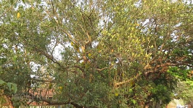 Mandrem Beach | North Goa | Junas Beach |