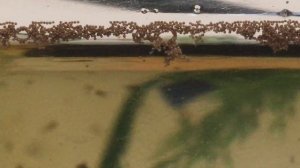 Мальки ЗОЛОТОЙ РЫБКИ 8Й день. Кормление артемией!