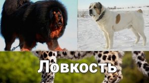 Алабай против Тибетского мастифа. КТО СИЛЬНЕЕ? Alabai vs. Tibetan Mastiff. WHO IS STRONGER?
