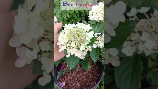 Bee happy - счастливая 🐝 Карликовый сорт гортензии, высотой не более 70 см.