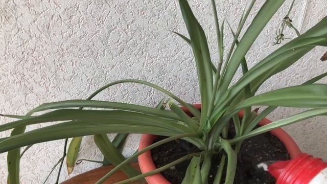 Пересадка хлорофитума. Неприхотливое растение.