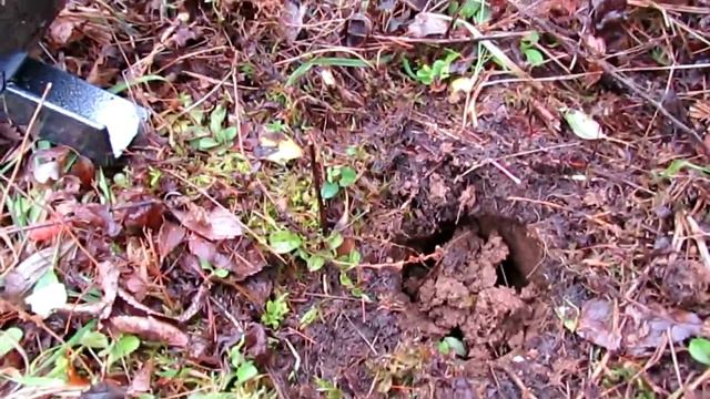 Black Walnut Tree Planted in Memory of Bill Mollison