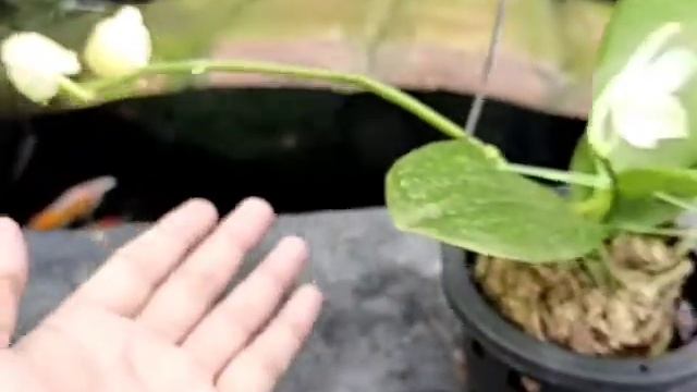 Phalaenopsis Rainbow Falconer var Alba смотреть онлайн