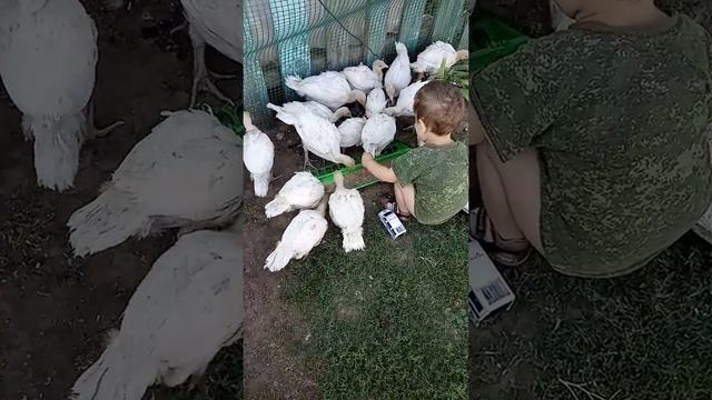 Кормление индюшат порода Белая широкогрудая.. смотреть онлайн