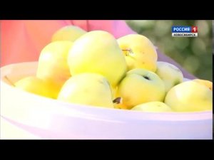 Яблоки. Сбор урожая. Шубина Людмила Николаевна. Сад Шубиной.