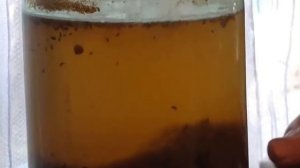 Сусло еще бродит,  добавим сахара
