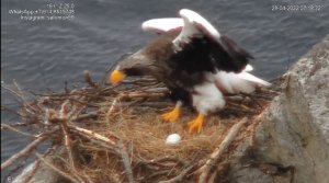 Магадан гнездо орланов