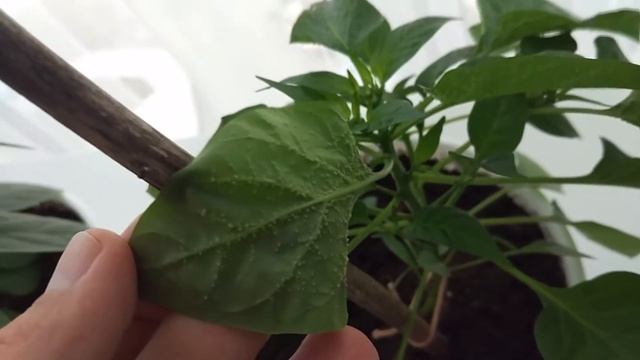 Проблема или норма? Острый перец чили в домашних условиях. смотреть онлайн