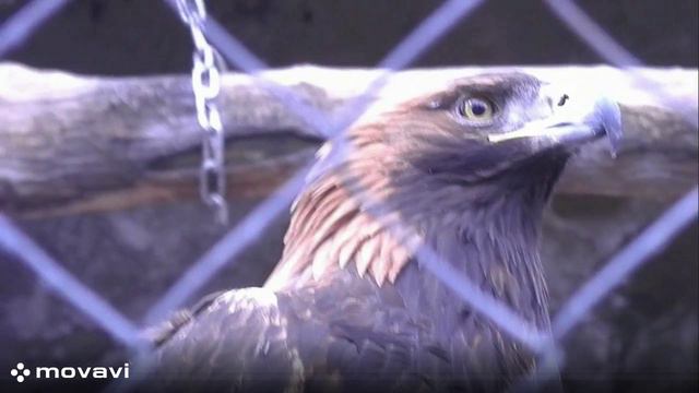 Влог / Московский зоопарк. Беркут / 8.04.22 год