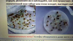 КАК ОПРЕДЕЛИТЬ АНОМАЛЬНЫЕ - ГЕОПАТОГЕННЫЕ ЗОНЫ У СЕБЯ В ДОМЕ И ИЗБАВИТЬСЯ ОТ НИХ! 24.05.2023 г.