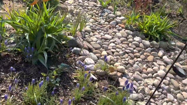 💐🌷цветение тюльпанов в моем «🌷ТАИНСТВЕННОМ САДУ🌷»25апреля2023год🌷💐