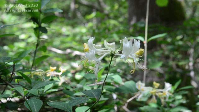 WILD HONEYSUCKLE Lonicera periclymenum смотреть онлайн