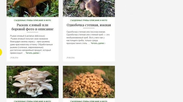 Съедобные грибы описание