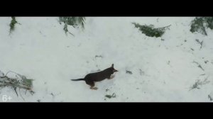5 САМЫХ ТРОГАТЕЛЬНЫХ ФИЛЬМОВ ПРО СОБАК