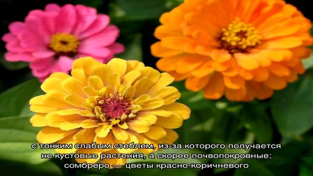 Циния: виды, посадка, нюансы ухода (25 фото)