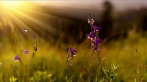 Очень красивая музыка.