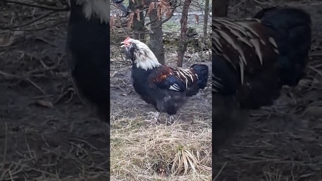 петушок Фавероль лососевая.5 месяцев.куры