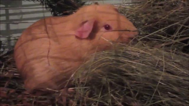 Свинки проверяют кто, что кушает смотреть онлайн