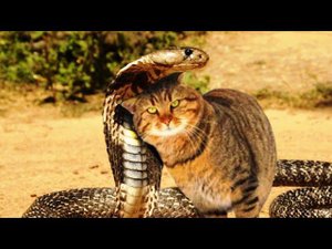 Кот поймал змею. Но она не стала добычей