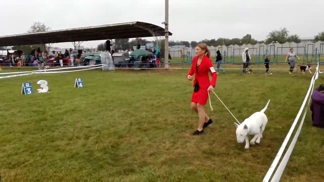 Бультерьеры на Bull show в г. Днепр ( часть 3) смотреть онлайн