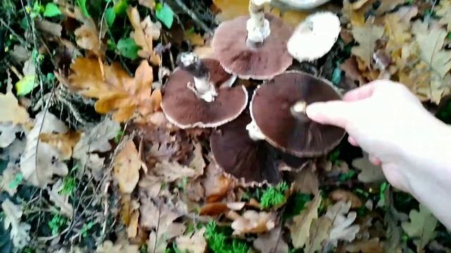 ЕЩЕ РАЗ О ГРИБАХ #грибочки #грибы смотреть онлайн