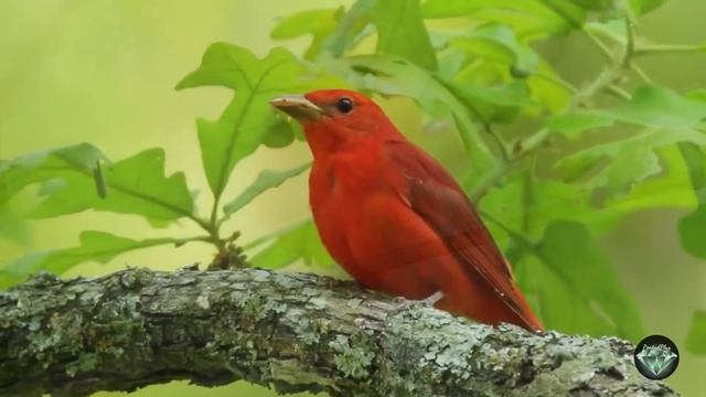 Как поют самые красивые птицы планеты смотреть онлайн