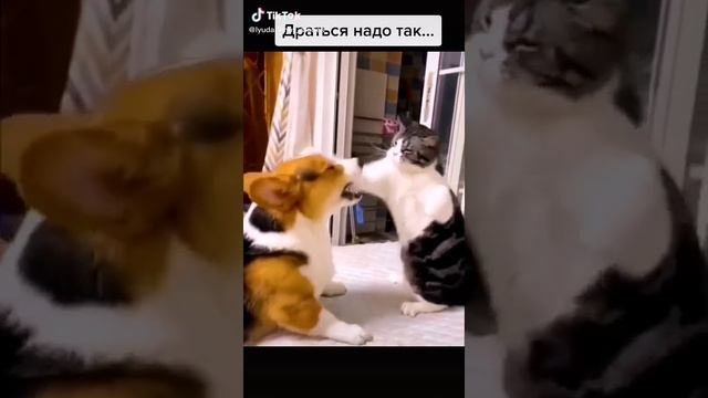 Серьезная битва???. На кота ставлю.Тик Ток животные.1-1